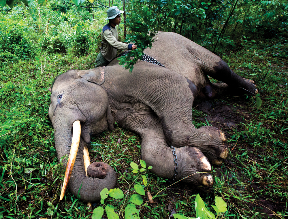 A mahout cleans his conservation response unit elephant before going on patrol (Credit: Paul Hilton)